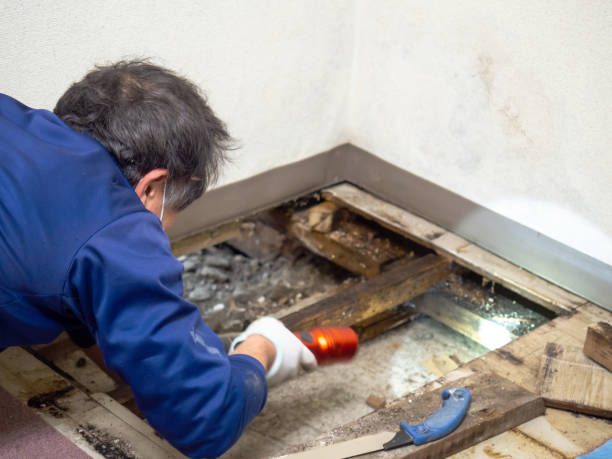 Certified Mold Removal in Indianola, IA