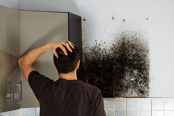 Reliable Indianola, IA Mold Removal Solutions